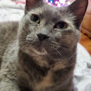 Meet your Posher, Joan